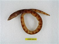 藏品(紋蛇鰻)的圖片